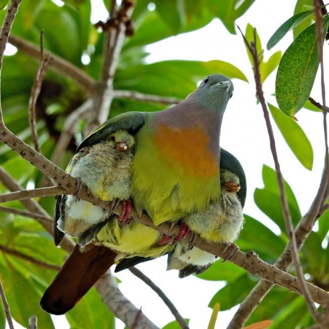 Wing Shelter Popular photographs