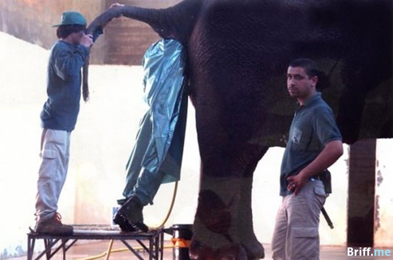 Work Pressure - Elephant